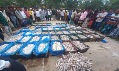 কমলনগরে জব্দ ১৩৭৫ কেজি জাটকা জব্দ করে এতিমখানায় বিতরণ