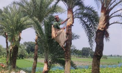 রস সংগ্রহের জন্য গাছ প্রস্তুত করছেন গাছিরা