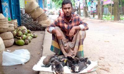 হাঁসের সঙ্গে এ কেমন শত্রুতা