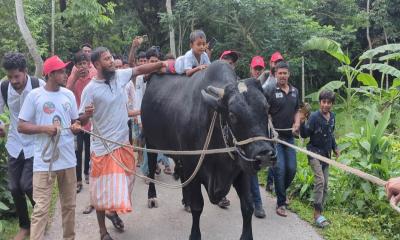 কালো মানিককে নিয়ে ফিরোজার পথে কৃষক সোহাগ