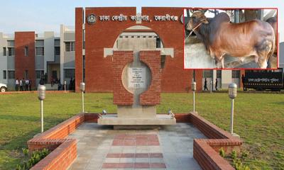 কারাবন্দিদের জন্য ৮টি গরু ও ১০টি খাসি কোরবানি