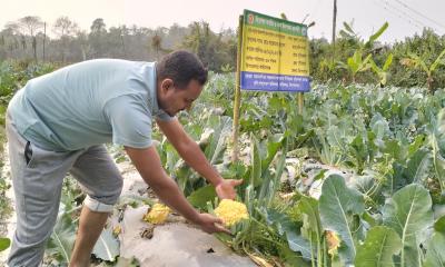 করিমগঞ্জে রঙিন ফুলকপির বাম্পার ফলন