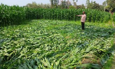 কাউনিয়ায় ভুট্টা গাছের সঙ্গে শত্রুতা