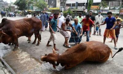 ঈদের দ্বিতীয় দিনেও চলছে পশু কোরবানি