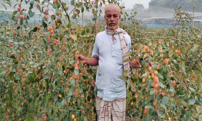 কুল চাষে স্বল্প খরচে বেশি লাভ