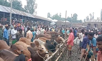 কুড়িগ্রামে জমে উঠেছে গরুর হাট