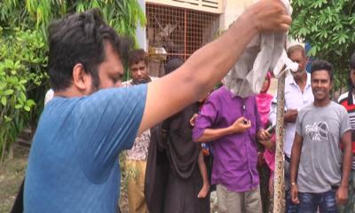 কুষ্টিয়ায় রাসেলস ভাইপার সাপের কামড়ে দুইজনের মৃত্যু