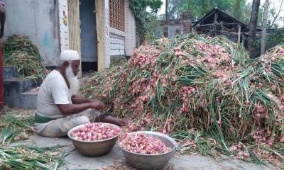 কুষ্টিয়ায় বেড়েই চলছে পেঁয়াজের ঝাঁজ