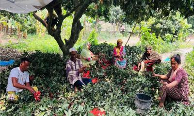 সোনারগাঁওয়ে বাম্পার লিচু ফলনে বাগান মালিক ও কৃষকের মুখে হাসি