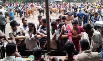 দালাল চক্রের দৌরাত্ম্যে নাজেহাল মাগুরার পশুর হাট