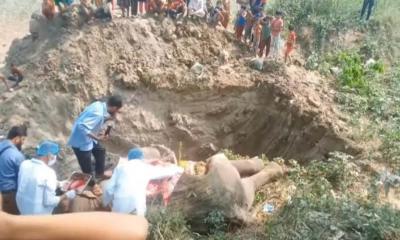 মহম্মদপুর সড়কে চাঁদা তোলার সময় হাতির আকস্মিক মৃত্যু