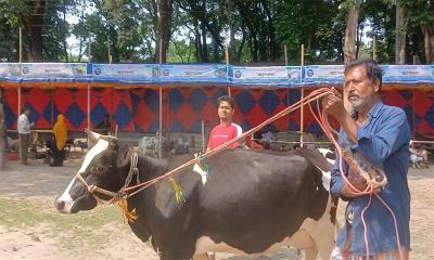 তেঁতুলিয়ায় দায়সারা প্রাণিসম্পদ মেলা, দুর্ভোগে খামারিরা