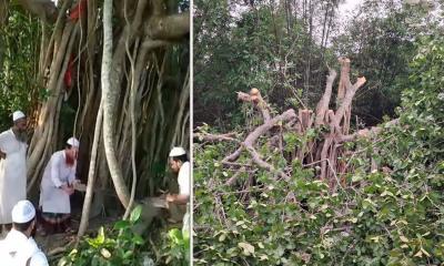 ‘শিরক’ আখ্যা দিয়ে কেটে ফেলল শতবর্ষী বটগাছ