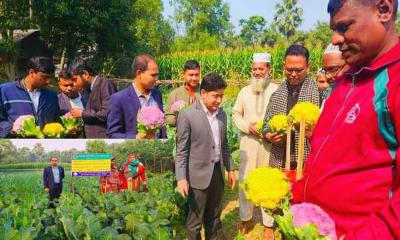 নাগরপুরে রঙিন ফুলকপি চাষে ফাতেমার ভাগ্যবদল