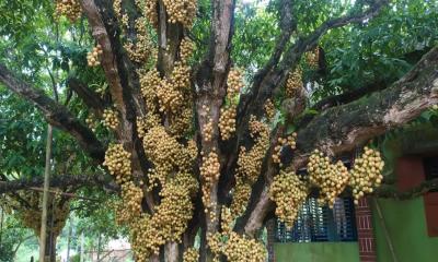 নরসিংদীতে লটকন চাষিদের মাথায় হাত