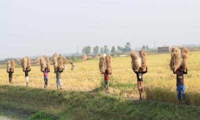 বোরো ধান ঘরে তুলতে ব্যস্ত চলনবিলের কৃষক