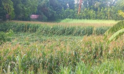 নাটোরে কালবৈশাখী ঝড়ে ব্যাপক ক্ষয়ক্ষতি
