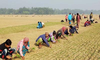 পেঁয়াজ চাষে বেশি লাভ, বাড়ছে আবাদ