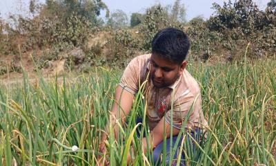 পেঁয়াজের বারি-৫ জাতের ফলন ভালো, দামে খুশি চাষিরা