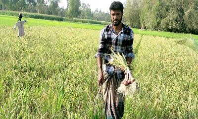 গ্রীষ্মকালীন পেঁয়াজ চাষে লাখপতি হওয়ার স্বপ্ন