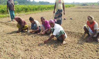 পেঁয়াজ চাষে খরচ বেড়ে দ্বিগুণ