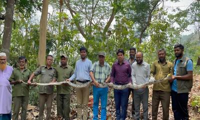 কাপ্তাই বনে অবমুক্ত হলো ১৪ ফুট দৈর্ঘ্যের অজগর