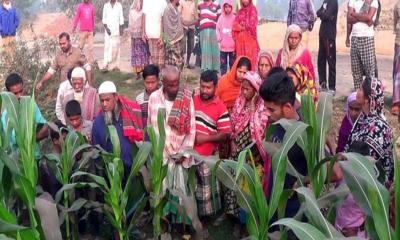 ভুট্টাক্ষেত থেকে যুবকের মরদেহ উদ্ধার