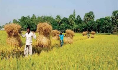 বোরো ধান কাটায় ব্যস্ত বুড়িচংয়ের কৃষকরা