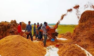 বোরো ধানের বাম্পার ফলন: ন্যায্যমূল্যে কৃষকের চোখে-মুখে হাসি