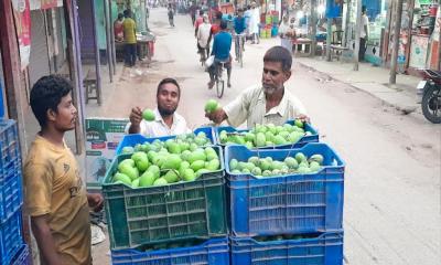 কাঁচা আমে তৈরি হবে আঁচার, প্রতিমণ ৭০০ টাকা