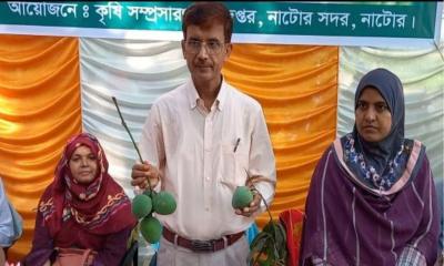 নাটোরে আম সংগ্রহ শুরু