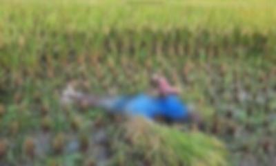 ধান কাটতে গিয়ে বিদ্যুৎস্পৃষ্টে কৃষকের মৃত্যু!