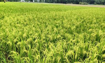 ভাঙ্গুড়ার মাঠে দুলছে কৃষকের সোনালী স্বপ্ন