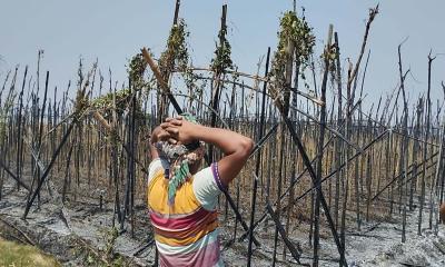 আলমডাঙ্গায় পান বরজে আগুন, পুড়ে শেষ হলো কৃষকের স্বপ্ন