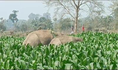 বন্য হাতির তাণ্ডবে আহত ১