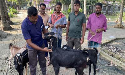 চৌগাছায় দেড় লাখ ছাগল-ভেড়াকে দেওয়া হচ্ছে পিপিআর টিকা