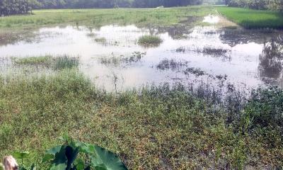 আদালতের আদেশ উপেক্ষা করে কৃষিজমি অনাবাদি রাখার অভিযোগ