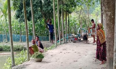 পীরগাছায় পুকুরের লক্ষাধিক টাকার মাছ মারার অভিযোগ