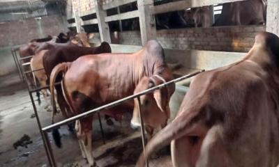 কাশিয়ানীতে কোরবানির জন্য প্রস্তুত ৬,৮৮৯ পশু
