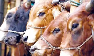 সিলেটে এবার ৭৪টি অস্থায়ী পশুর হাট বসবে
