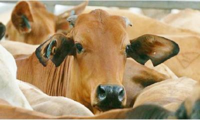 শিং ভাঙা পশু কি কোরবানি করা যাবে কী না?