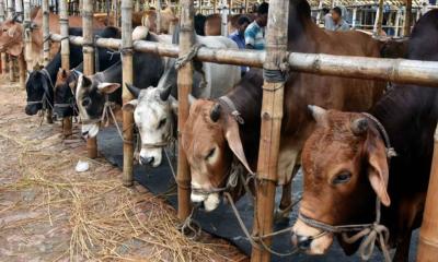 লাখ টাকার পশুতে চড়া দাম, দর-কষাকষিতে সরগরম