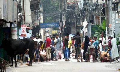 এবার ৯১ লাখ পশু কোরবানি