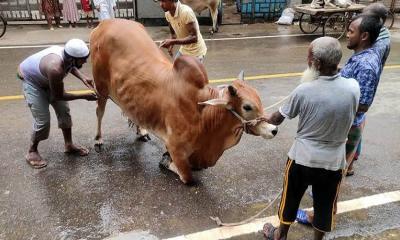 রাজধানীর পাড়া-মহল্লায় চলছে পশু কোরবানি