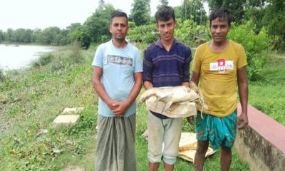 হালদা থেকে ৫ কেজির মৃত কাতলা মা মাছ উদ্ধার