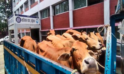 রাউজানে ছিনতাইকৃত ট্রাকসহ ৮ গরু উদ্ধার
