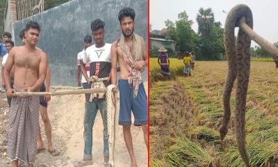 গোদাগাড়ীতে আবারও রাসেল ভাইপার আতঙ্ক