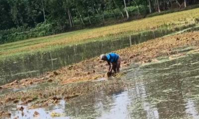 বৃষ্টির জলে ডুবলো কৃষকের পাকা ধান