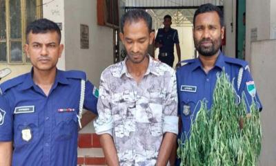 শালিখায় গাঁজাগাছসহ এক ব্যক্তি আটক