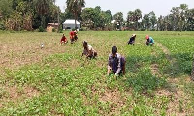 প্রচণ্ড তাপদাহে পাটের ব্যাপক ক্ষতির আশঙ্কা